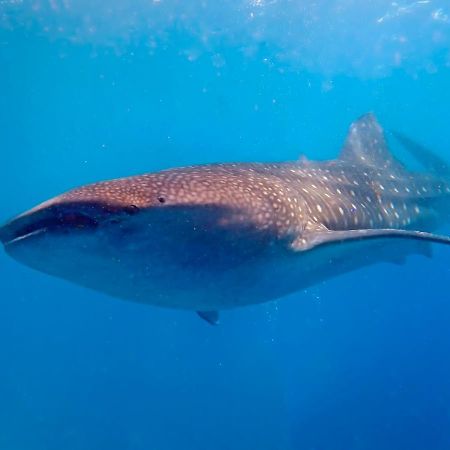 Magic Oceans Dive Resort Anda  Εξωτερικό φωτογραφία