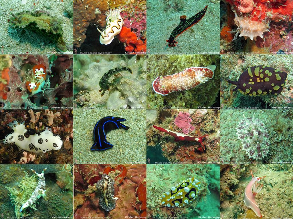 Magic Oceans Dive Resort Anda  Εξωτερικό φωτογραφία