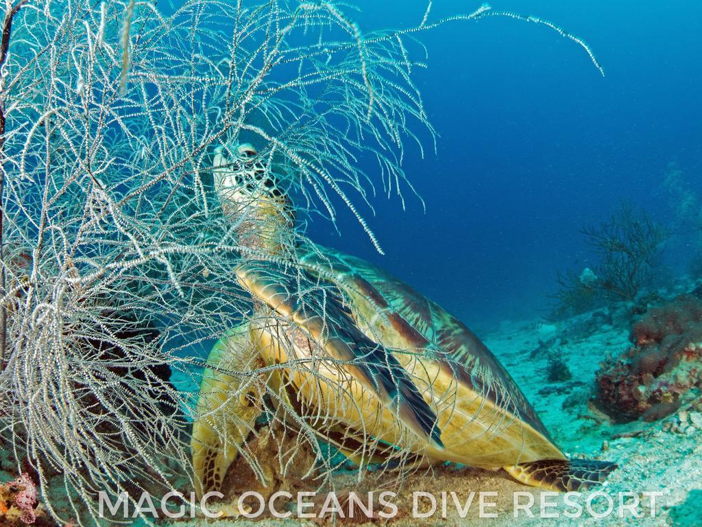 Magic Oceans Dive Resort Anda  Εξωτερικό φωτογραφία