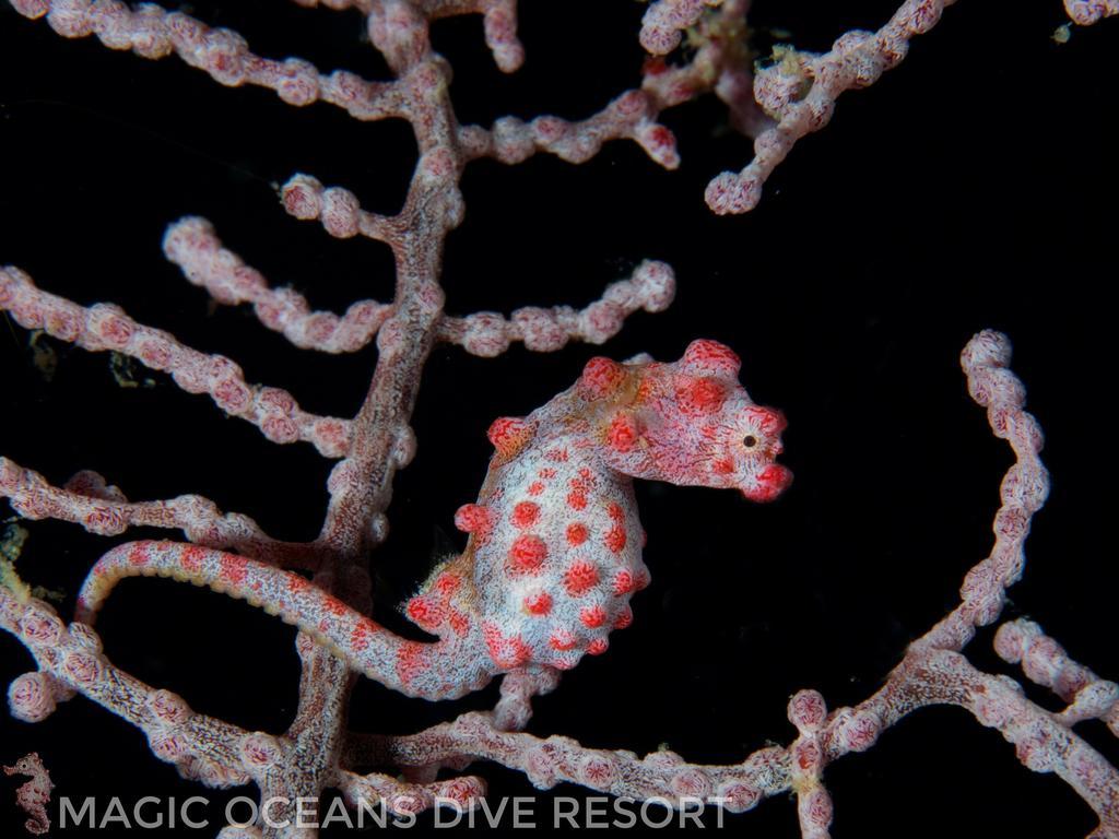 Magic Oceans Dive Resort Anda  Εξωτερικό φωτογραφία